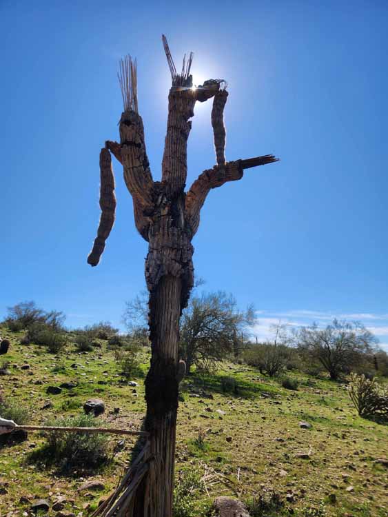 saguaro skeleton